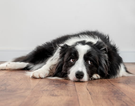pic of dog on hardwood floor